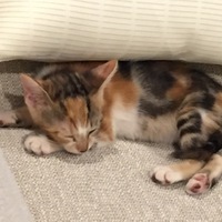 しじ美