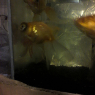 金魚の里親様を募集致します