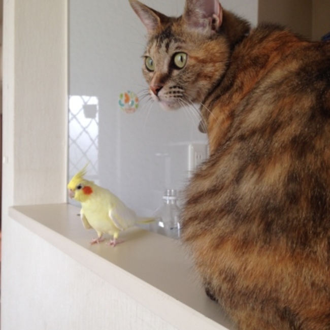 ルナハナのカバー写真