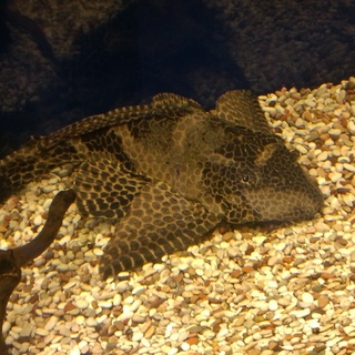 セルフィンプレコの里親募集