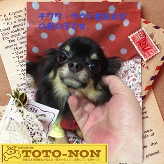 チワワ・ラウド君は甘えん坊の小ぶりな男の子です。