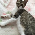 緊急！♀仔猫の里親さん募集