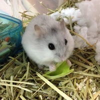 ゆす