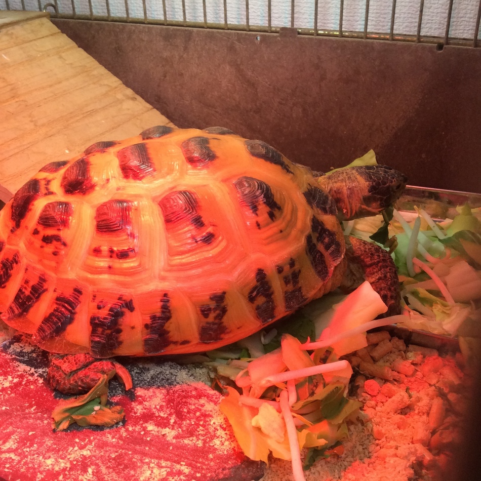 ホルスちゃん(ロシア陸ガメ)のカバー写真