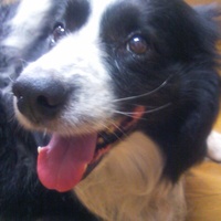 Boris