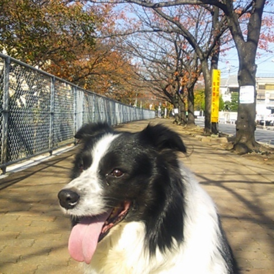 Borisのカバー写真