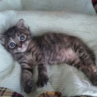 ネコリパ子猫保育園 ちびまる子は元気いっぱい