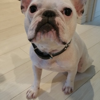 人間大好きフレンチブルドッグ