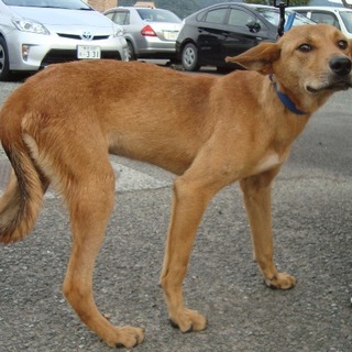 緊急募集！！7、8ヶ月の人なつっこい男の子です。