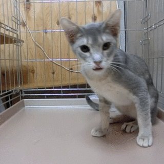 生後８ヶ月のアビシニアンの男の子