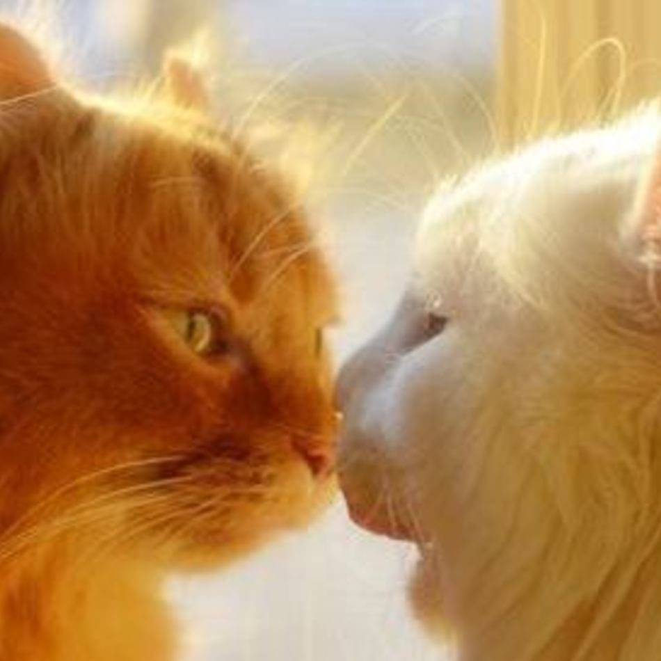 むくのカバー写真