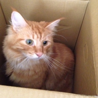 1才ノルウエージャン男の子の里親さん募集してます。