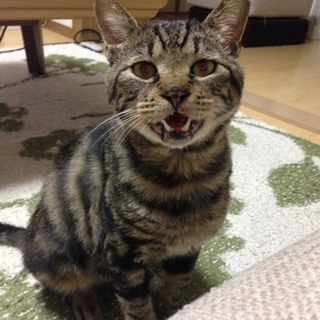 大事にして頂ける方！お待ちしております！