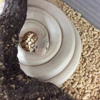 テキサスラットスネーク