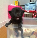 黒い猫（産まれたばかりです）