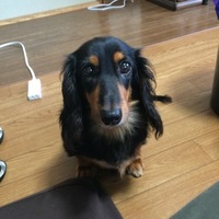 かりん