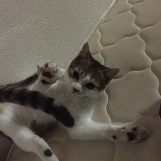 猫.人懐こい女の子です！