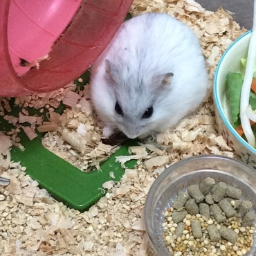 ご飯の準備が整うとのっそりと起きてきて食べ始めます。