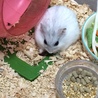 ご飯の準備が整うとのっそりと起きてきて食べ始めます。