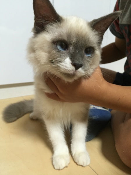 生後半年ラグドールの男の子猫」大阪府 - 猫の里親募集(87414