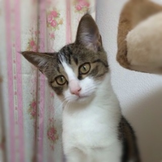 おんた君