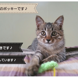 幸せひっかける♪尾曲がり猫ちゃん 