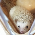 生後1年のハリネズミの里親募集してます(^^)