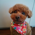 トイプードル（♀）