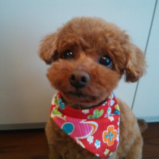 トイプードル（♀）