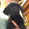 子犬の新しい家族募集