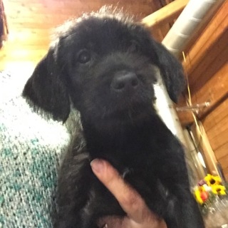 子犬の新しい家族募集