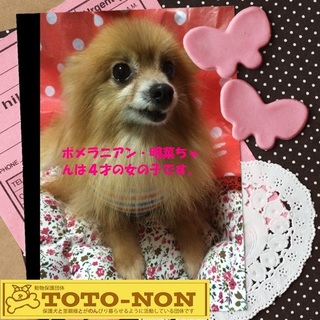 ポメラニアン・あきなは1.8キロの女の子です