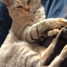 ねこちぐらさん