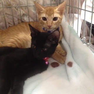 仲良し兄弟猫２匹一緒にもらって下さい