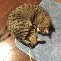 ツナ