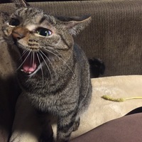 マヨ