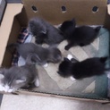 ★急募、可愛い子猫の里親様