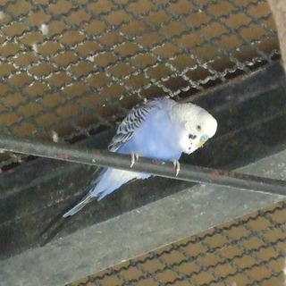 里親が決まりました。メールありがとうございました。