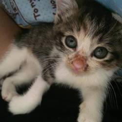 単身者、里親になって10日目