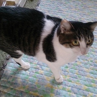 人馴れ・トイレ問題なし！おりこう女子【キティ♀】