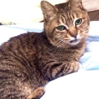 甘えん坊のキジトラ、すずちゃん