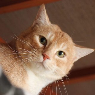 パステル茶白のおっとり男子【モカ♂】