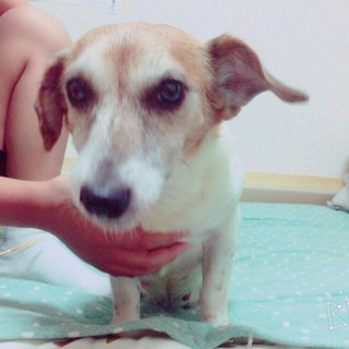 捨て犬ららちゃん（仮名）の里親になってください！