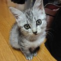 里親さん、決定しました。