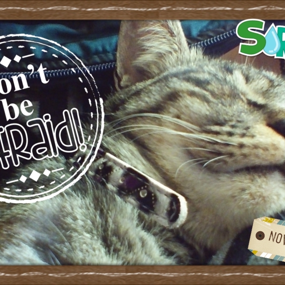 なみのカバー写真