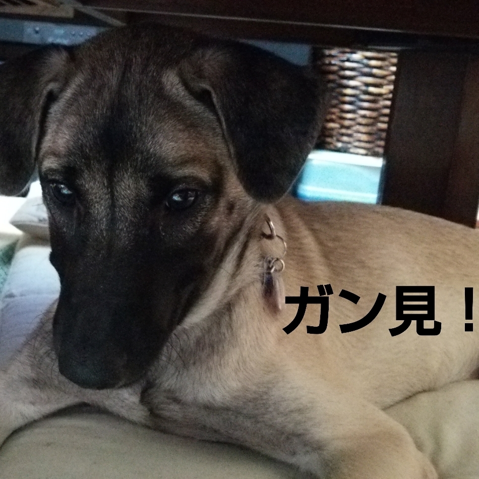 ももの助のカバー写真