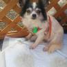チワワのゆみちゃん サムネイル3