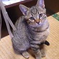 二ヶ月の美猫さん