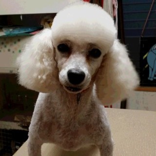 ５才の温和な女の子です。