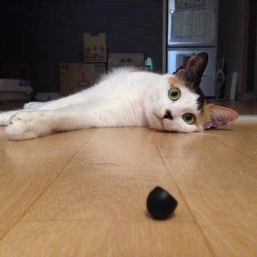 H27/10/11 あたちの最近のマイブームはイヤフォンを転がすこと。ちょっと疲れたから、一休み。